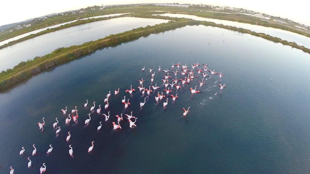 Real Marina Hotel & Spa Olhão Dış mekan fotoğraf Flamingoes at the lake